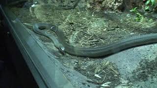 August 4 2007   Cape Fear Serpentarium  Wilmington NC 13