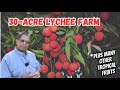 What does a 30acre lychee farm look like