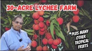 What Does A 30-Acre Lychee Farm Look Like