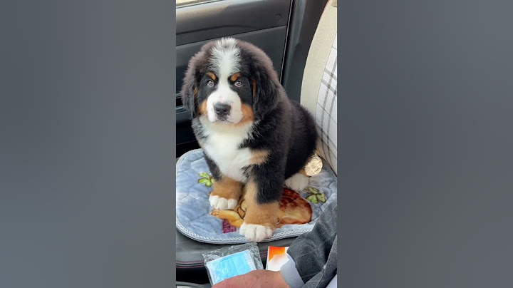 送他去上班，更不开心了 #伯恩山 #伯恩山犬
