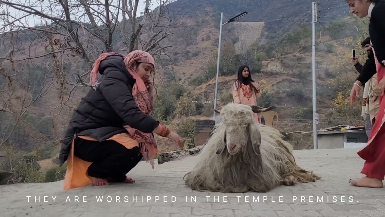 Mahashu Devta Chalda maharaj 