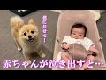 赤ちゃんが泣き出しそうになると優しくあやしてくれるポメラニアン