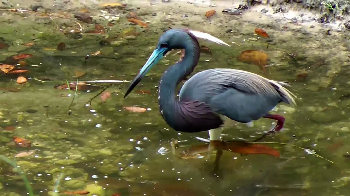 Tri Colored Heron Fishing FYV