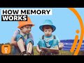 Understanding Memory