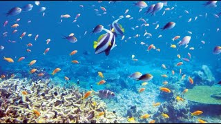 #marsaalam #abudabbab #snorkling Риф в бухте Абу Даббаб / Abu Dabbab the Reef