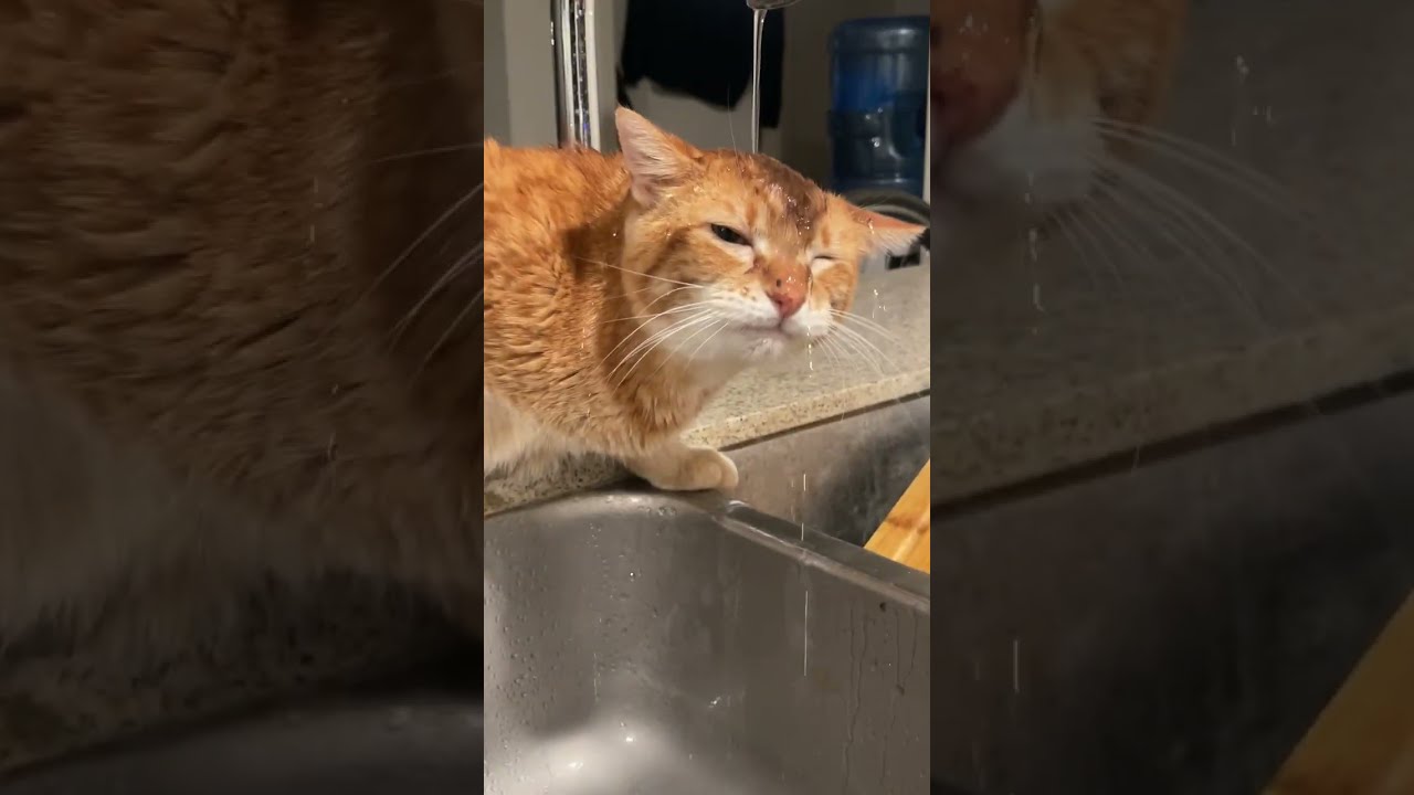 Classic Orange Cat Activities 