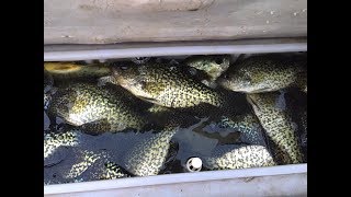 California Delta New Years Crappie frenzy