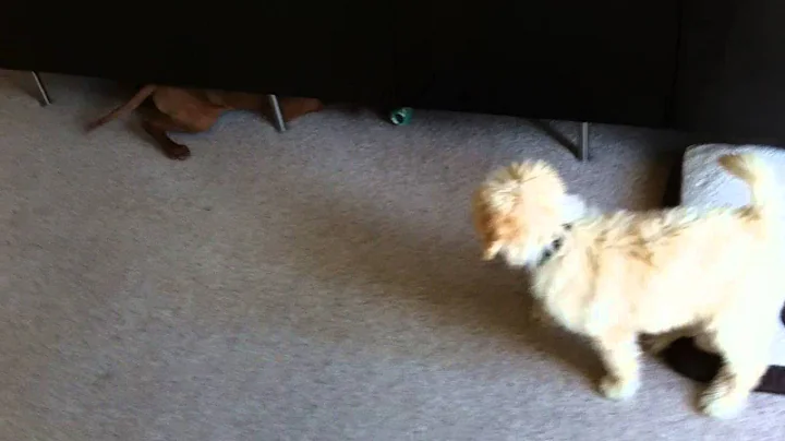 Oakley & Murphy   The Early Years