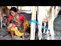 Don't Miss It। Dangerous Cow Milking। Beautiful Woman Milking A cow By Hand। Channel 96। Episode-75