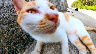 防波堤で寝ていた野良猫たち、順番にモフられます