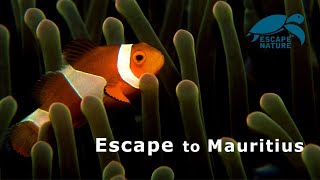 Escape to Mauritius