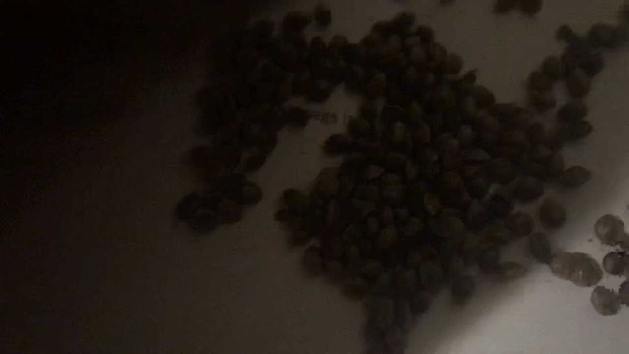 Lemon 🍋 Larry OG Kush Seeds harvest