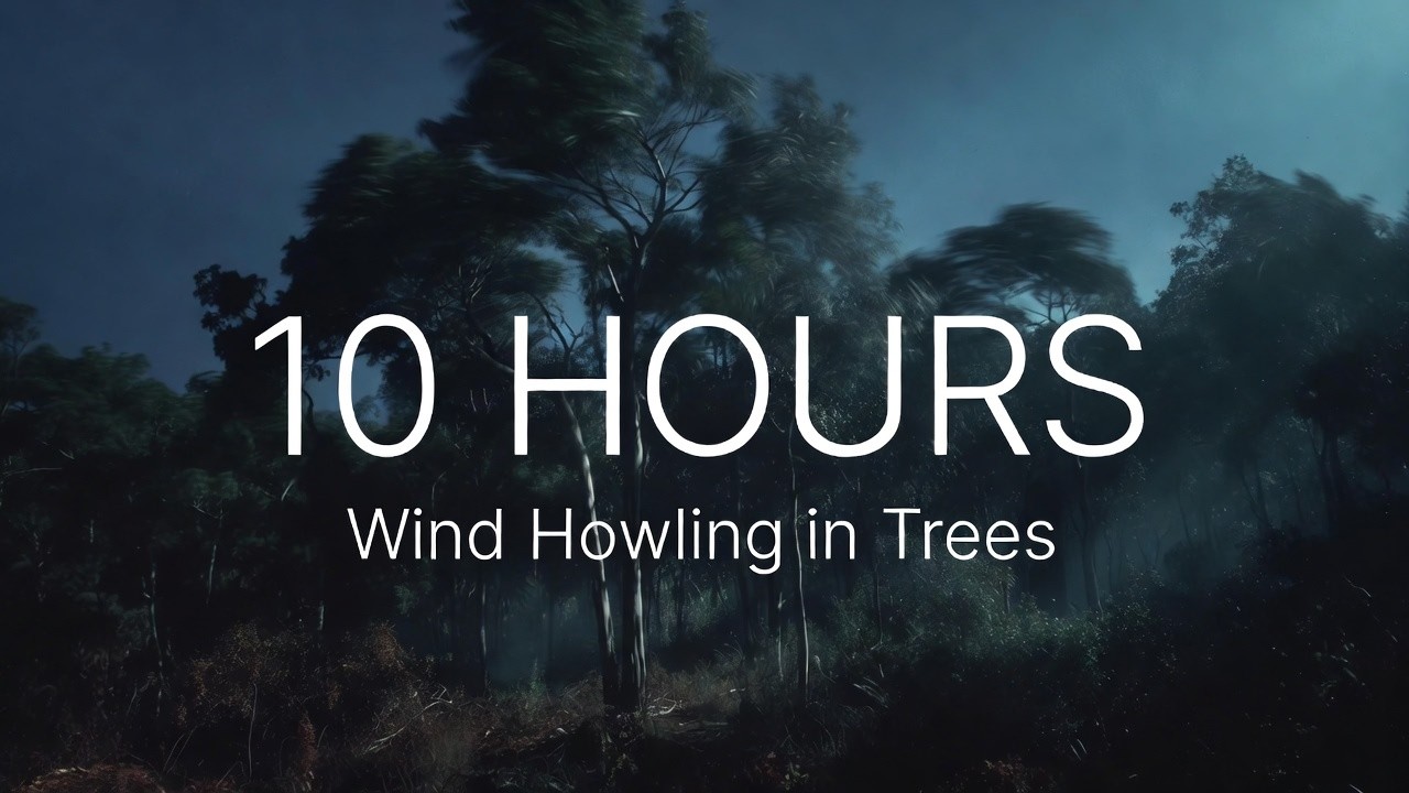 Wind Howling in the Trees – 10 Hours of Gentle Forest Wind Sounds | No Music, Pure Nature for Sleep