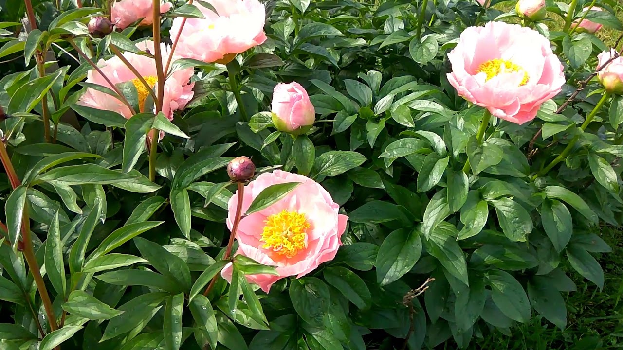 Peony 2017, Salmon Dream, Пионы год 17й, Салмон Дрим YouTube