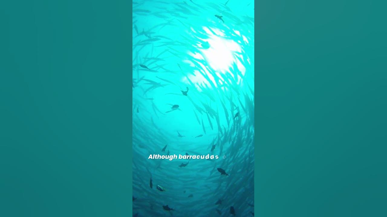 Are barracudas dangerous and do they attack humans youtube
