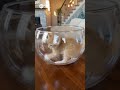 Kitten in a bowl!