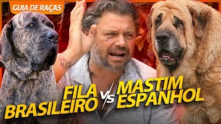 FILA BRASILEIRO VS MASTIM ESPANHOL, UMA BATALHA DE MOLOSSOS! | RICHARD RASMUSSEN