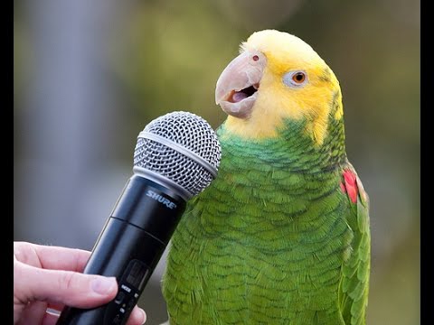 Unbelievable Singing Parrot