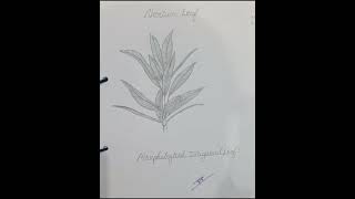 #Nerium morphology characteristics #BSC 4 semester