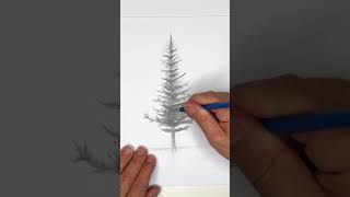 Drawing a Spruce Tree SHORT