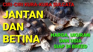 Differences between Male and Female Sulcata Tortoises | Price, Size, and Age Ready to Breed