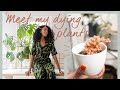my dying/dead house plant tour *whoops* 😭🌵 | Joy Mumford