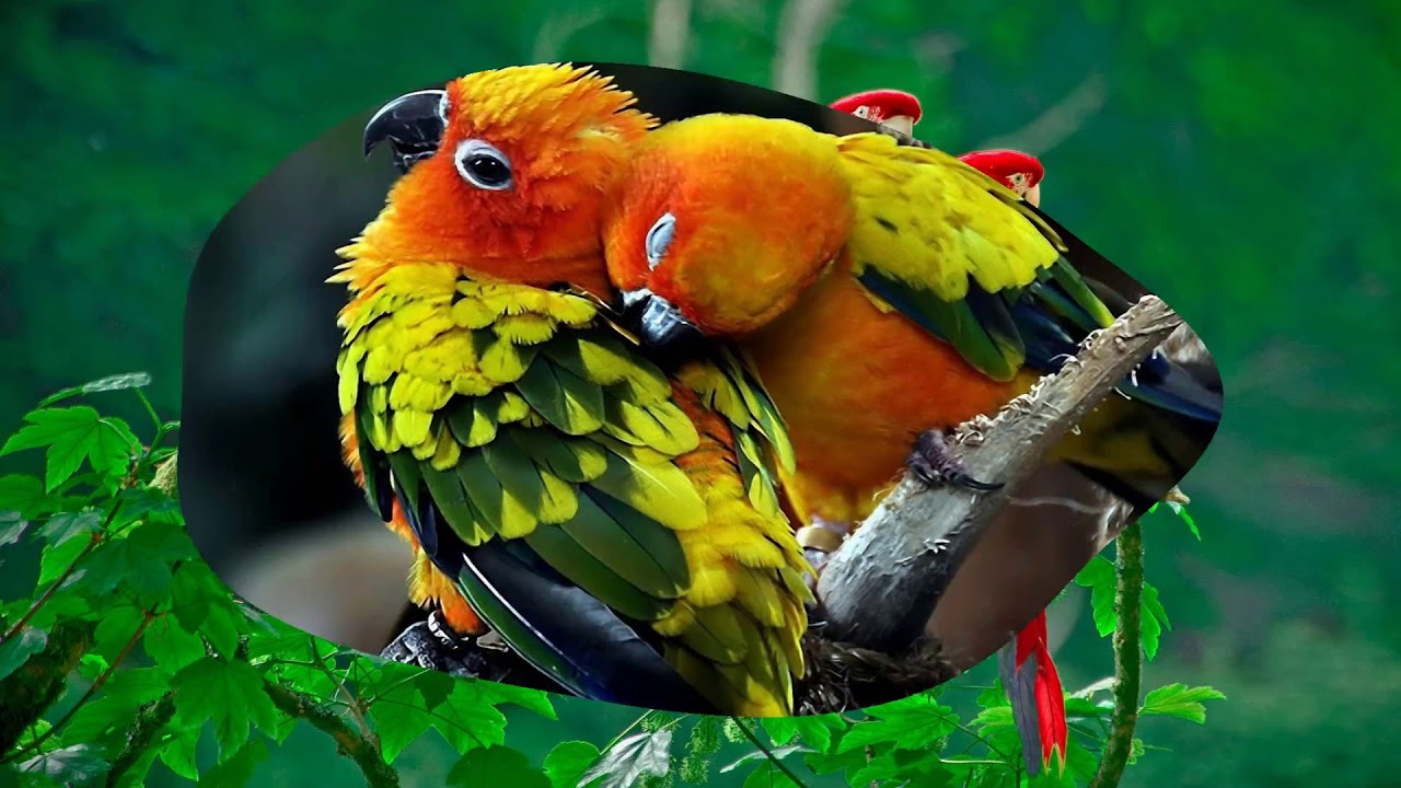 World Most Beautiful Love Birds - Infoupdate.org