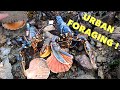 URBAN FORAGING / Grilled Lobster and Scallop ! Huge lobster, Oysters, Scallops and More !