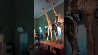 Hanya 100rbn udah dapat 3 spot wisata di jatimpark 2 #wisatamalang #jatimpark2 #museumsatwa #fyp