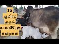 15 ஆயிரம் முதல் காங்கிரேஜ் கன்றுகள் | Cost of Kankrej Calves