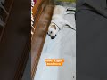 #labrador #petshub #dog #shortsviral