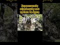 Στο επεισόδιο της Τετάρτης στρατιωτικός εξοπλισμός και bushcraft #survivalskillsanywhere #bushcraft