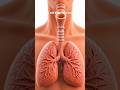 Trachea Animation#animation #human #trachea #insight #shorts