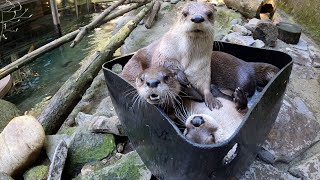 Rescued River Otters Wrassling And Rascaling In Bucket Of Ice