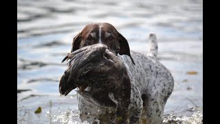 Katahdin GSP Club Water Test by Paul Fuller 928 views 1 year ago 17 minutes