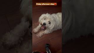 Friday afternoon with my pups relaxing🐾🐶❤️ #maltipoo #furbaby #doglife #dogshorts #maltipoolife