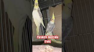 Parakets australia (Falk) #burung #budgie #parkit #falk #falkaustralia #burunggacor #burunghias