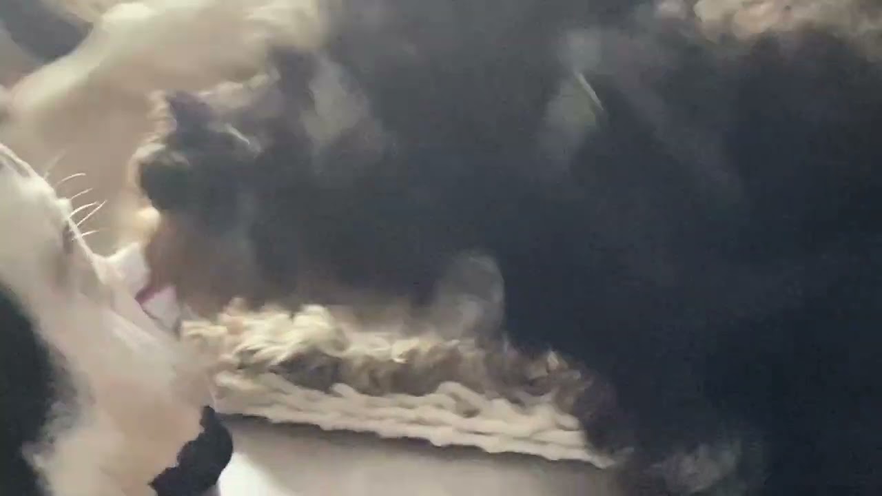 Tug-of-war between a sock