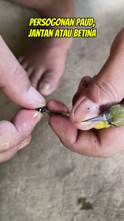funny chirping jokes #chirpingmania #birds