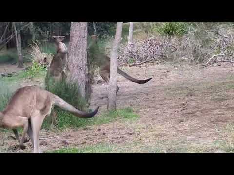 Savage Kangaroo Fight Round 2!!!!!!!