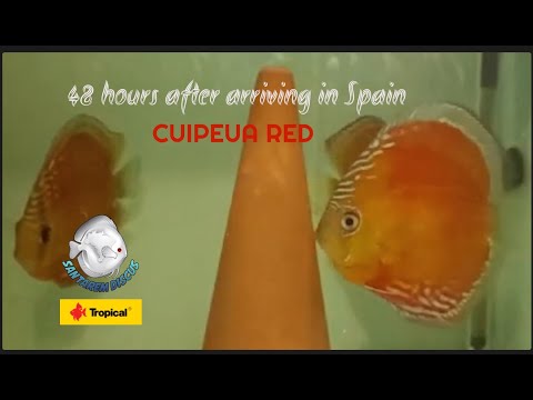 48 hours after arriving in Spain