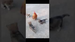 3 puppies vs 1 chicken funny fight video 7 shorts