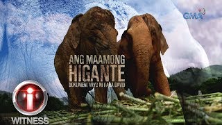 I-Witness: 'Ang Maamong Higante,' dokumentaryo ni Kara David (full episode)