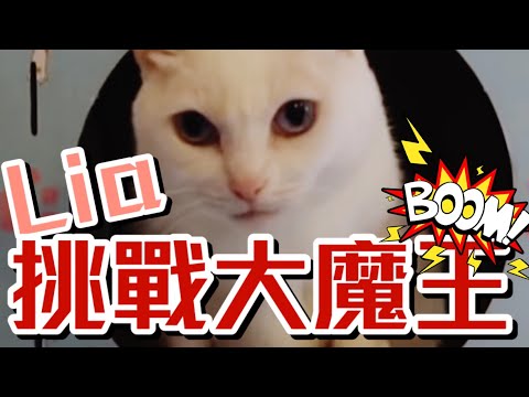 Lia訓練網紅貓？！第一次訓練貓咪會成功嗎？feat.@豆漿- SoybeanMilk