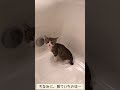 #Shorts 子猫の叫び声を聞いて飛んできた猫の優しさに感動しました。