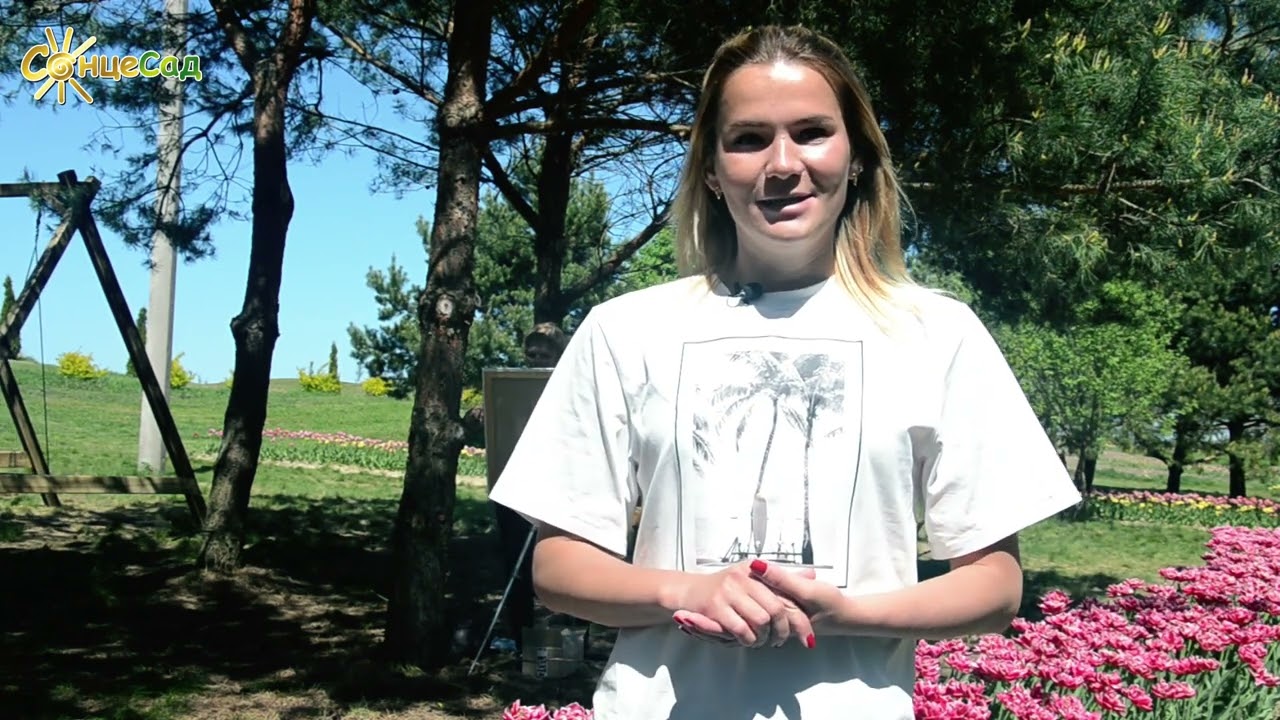 Вирощування тюльпанів: як створити красу на ділянці 🌷Купити цибулини тюльпанів 2025