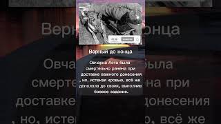 Верный до конца — овчарка Аста #армия #история #вов #факты #война #собака #подпишись #зсу #рек