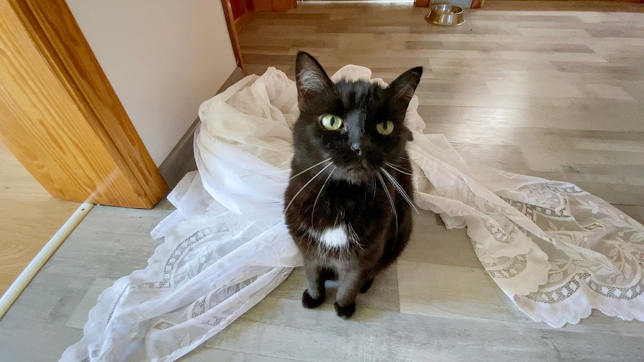 Incydent Tapczanowy & Czajnik Oprawca