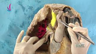 Thorax Part-01 Arch of Aorta screenshot 1