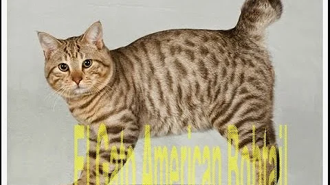 Video 1306461: american bobtail, gato american